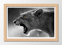 Cuadro enmarcado natural Naturaleza Salvaje, Leon