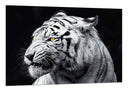 Cuadro tigre blanco, salvaje, animal, naturaleza, fondo negro