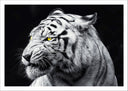 Lámina tigre blanco, salvaje, animal, naturaleza, fondo negro