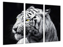Tríptico tigre blanco, salvaje, animal, naturaleza, fondo negro