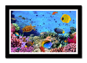 Cuadro enmarcado negro Paisaje Bajo el Mar, Peces Acuario