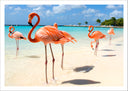 Lámina paisaje flamenco en la playa, animal, naturaleza, rosa