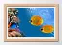 Cuadro enmarcado natural paisaje peces bajo el mar, acuario, colores, salvaje, animal, naturaleza