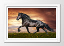 Cuadro enmarcado blanco caballo negro, animales, salvaje, naturaleza