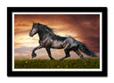 Cuadro enmarcado negro caballo negro, animales, salvaje, naturaleza
