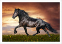 Lámina caballo negro, animales, salvaje, naturaleza