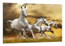 Cuadro caballos blanco en la naturaleza, salvaje, naturaleza
