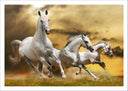 Lámina caballos blanco en la naturaleza, salvaje, naturaleza