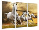 Tríptico caballos blanco en la naturaleza, salvaje, naturaleza