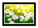 Cuadro enmarcado negro Paisaje Campo de Margaritas,naturaleza