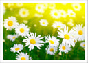 Lámina Paisaje Campo de Margaritas,naturaleza