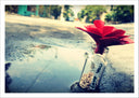 Lámina flor en una botella, amor, reflejo charco