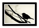 Cuadro enmarcado negro pajaro sobre rama, sombra, silueta, arbol, naturaleza, salvaje