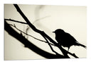 Cuadro pajaro sobre rama, sombra, silueta, arbol, naturaleza, salvaje
