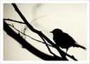 Lámina pajaro sobre rama, sombra, silueta, arbol, naturaleza, salvaje