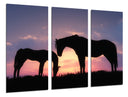 Tríptico caballos en puesta de sol, pradera, salvaje, atardecer