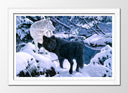 Cuadro enmarcado blanco lobo negro y blanco en la nieve, naturaleza, salvaje, invierno