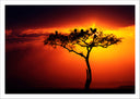 Lámina Arbol Africano, Atardecer,naturaleza