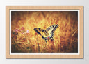 Cuadro enmarcado natural Mariposa Blanca y Negra, Naturaleza