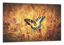 Cuadro Mariposa Blanca y Negra, Naturaleza