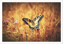 Lámina Mariposa Blanca y Negra, Naturaleza