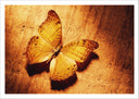 Lámina mariposa, otoño, tonos ocres, animal, naturaleza