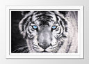 Cuadro enmarcado blanco tigre blanco y negro, ojos azules, naturaleza, salvaje