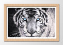 Cuadro enmarcado natural tigre blanco y negro, ojos azules, naturaleza, salvaje