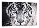 Cuadro tigre blanco y negro, ojos azules, naturaleza, salvaje