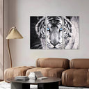 Estancia tigre blanco y negro, ojos azules, naturaleza, salvaje