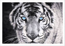 Lámina tigre blanco y negro, ojos azules, naturaleza, salvaje
