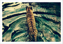 Lámina tigre de vengala en el rio, salvaje, animal, naturaleza