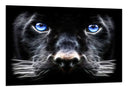 Cuadro pantera negra con ojos azules, salvaje, naaturaleza