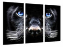 Tríptico pantera negra con ojos azules, salvaje, naaturaleza