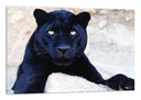 Cuadro pantera negra en la roca, naturaleza , salvaje
