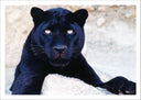 Lámina pantera negra en la roca, naturaleza , salvaje
