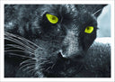Lámina pantera negra, jaguar, animal, salvaje