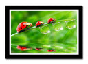 Cuadro enmarcado negro mariquita en una hoja, insecto, naturaleza