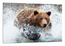 Cuadro oso pardo en el agua, animal, salvaje, naturaleza