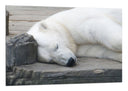 Cuadro oso polar blanco acostado, animal, salvaje, naturaleza