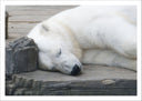 Lámina oso polar blanco acostado, animal, salvaje, naturaleza