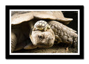 Cuadro enmarcado negro tortuga de tierra, tortuga baby, animal, salvaje, naturaleza