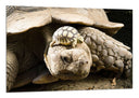 Cuadro tortuga de tierra, tortuga baby, animal, salvaje, naturaleza