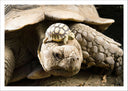 Lámina tortuga de tierra, tortuga baby, animal, salvaje, naturaleza