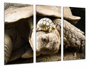 Tríptico tortuga de tierra, tortuga baby, animal, salvaje, naturaleza