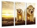 Tríptico pareja oso polar, atardecer, salvaje, naturaleza