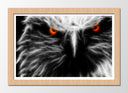 Cuadro enmarcado natural aguila ojos rojos, salvaje, animal, naturaleza