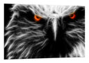 Cuadro aguila ojos rojos, salvaje, animal, naturaleza
