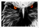 Lámina aguila ojos rojos, salvaje, animal, naturaleza