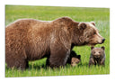 Cuadro oso pardo con oseznos en la naturalez, salvaje animal